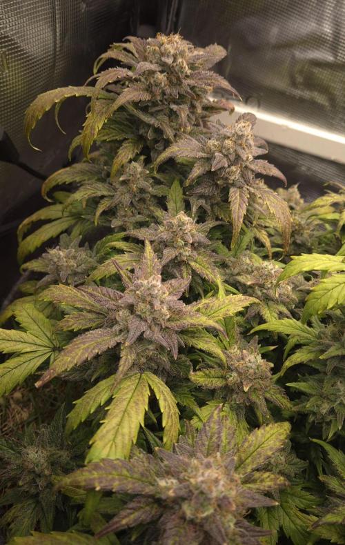 SweetSeeds / Living Soil / Only Water. Week 10