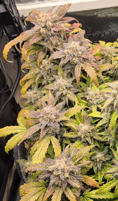 SweetSeeds / Living Soil / Only Water. Week 10