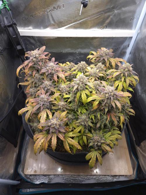 SweetSeeds / Living Soil / Only Water. Week 10