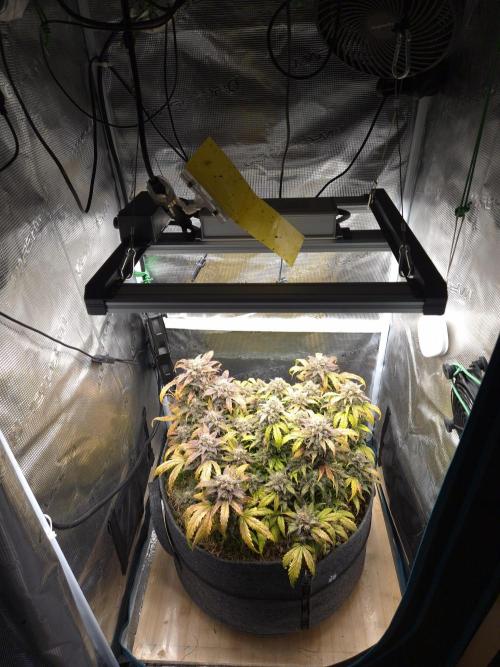 SweetSeeds / Living Soil / Only Water. Week 10