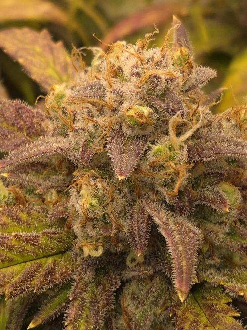 SweetSeeds / Living Soil / Only Water. Week 10