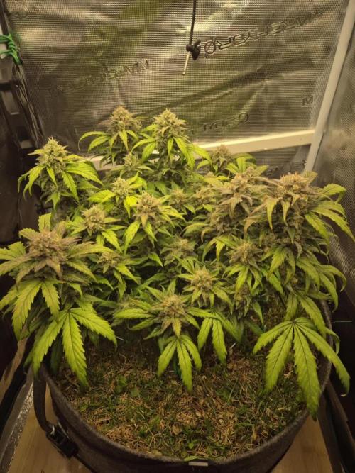 SweetSeeds / Living Soil / Only Water
