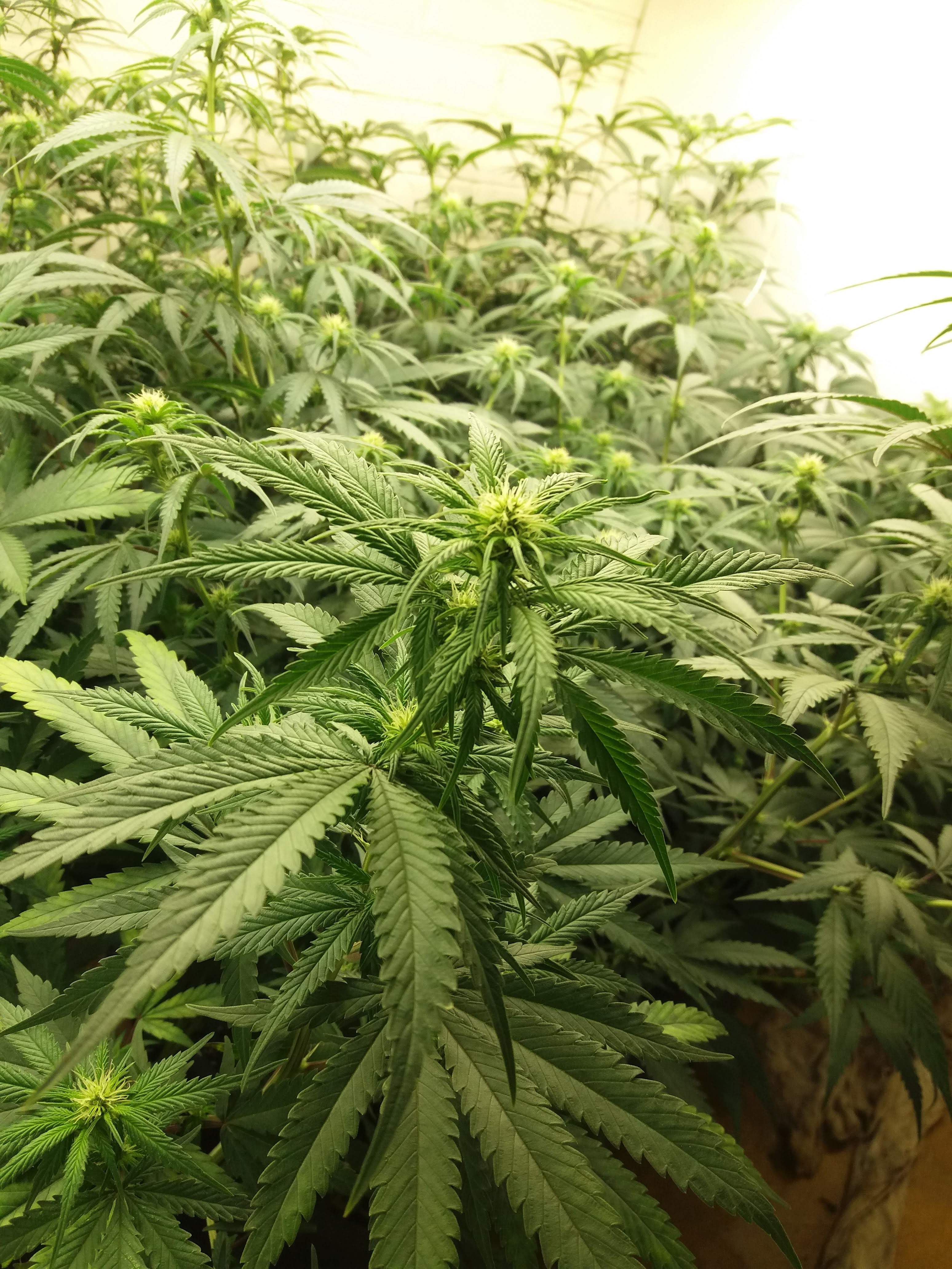 Grease Monkey Seeds: 9 Bad Habits That Everybody required To give Up For This Fantastic Plants