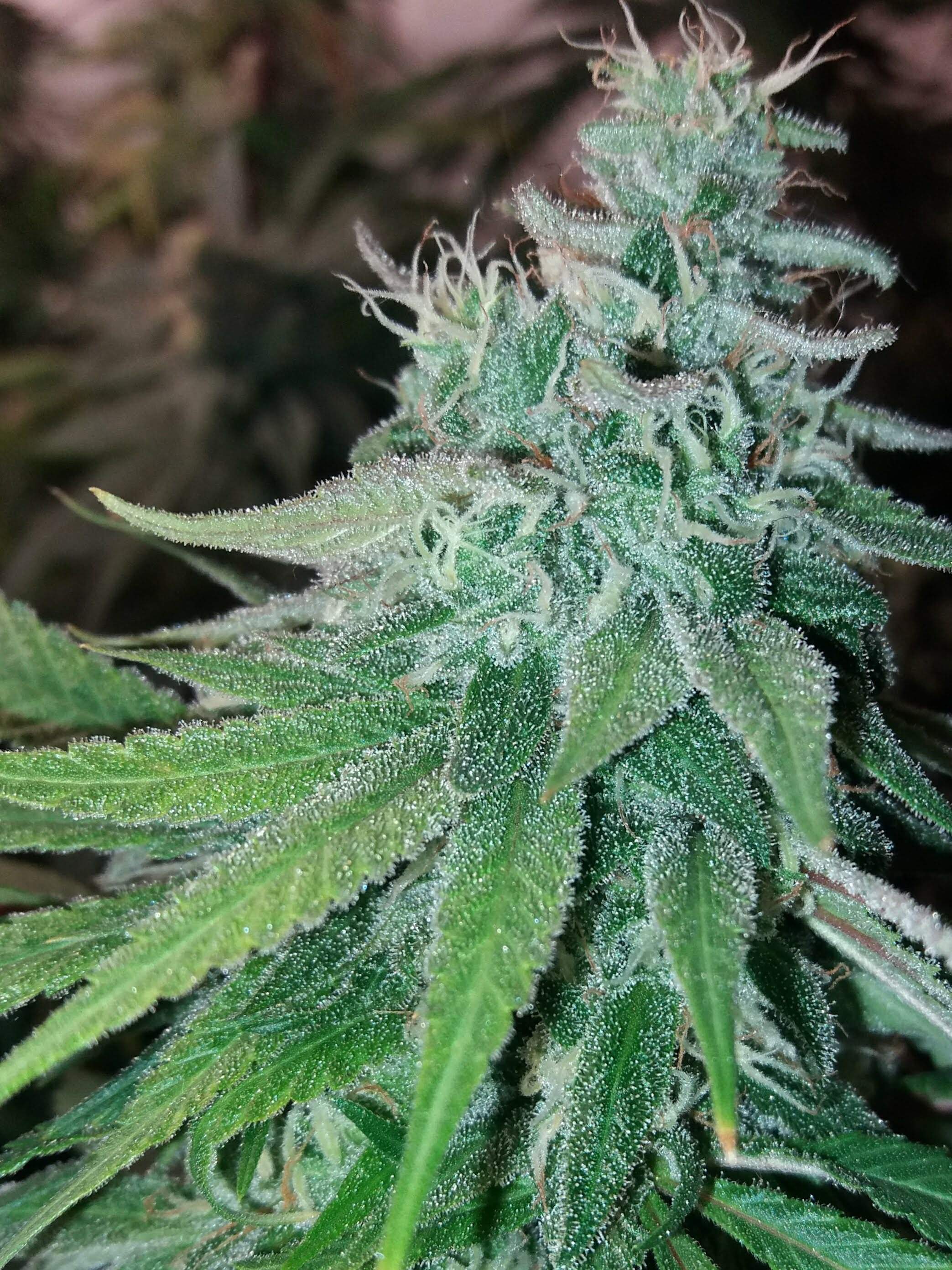 Exotic Grease Monkey, Exotic Future 2 grow diary