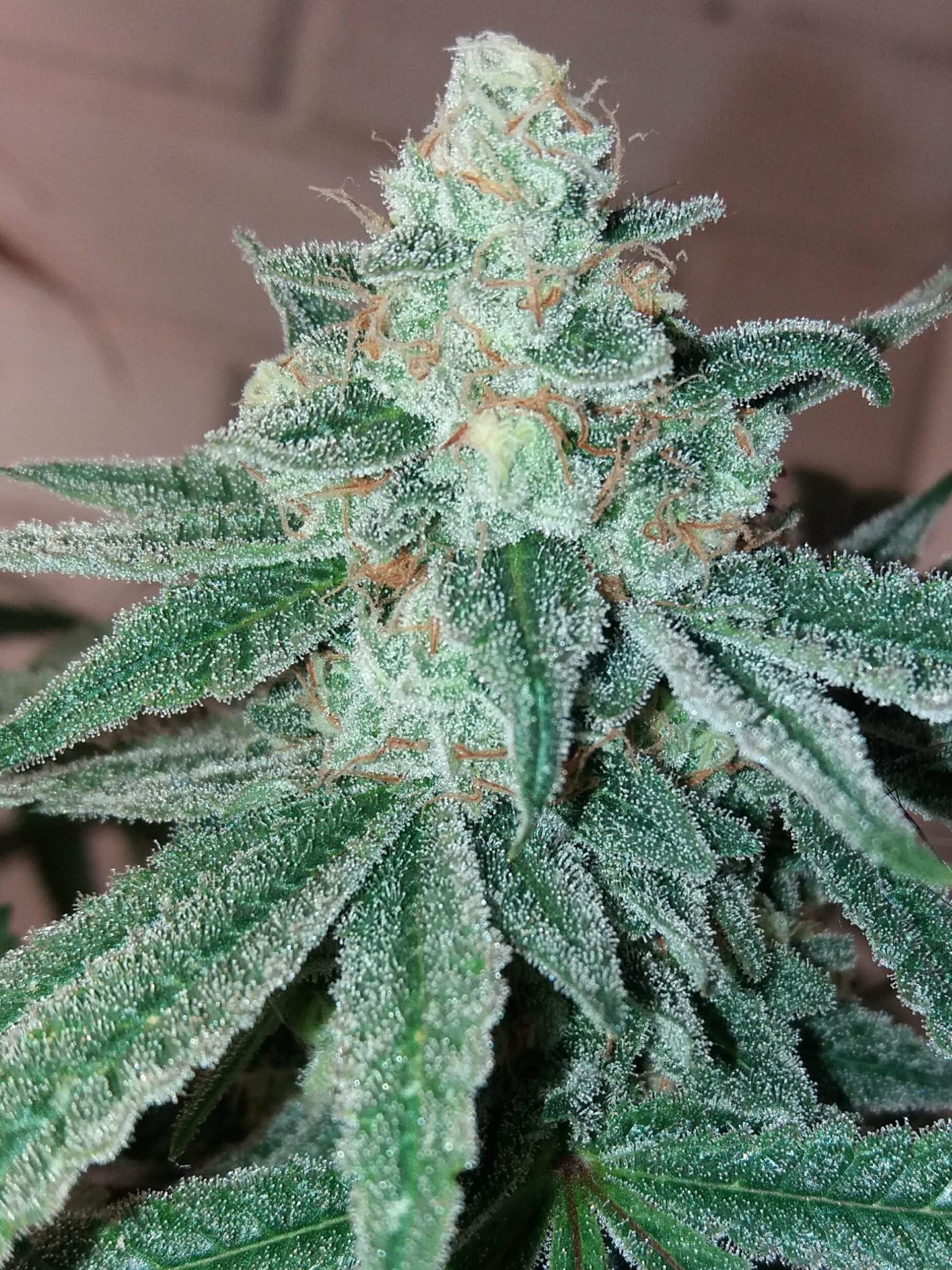 Exotic Grease Monkey, Exotic Future 2 grow diary
