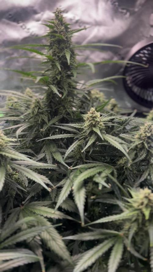 Tangie