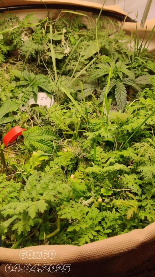 🧀 FullGas! ⛽|Living Soil run #1