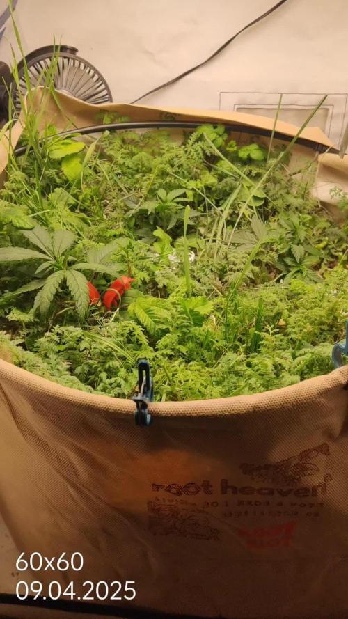 🧀 EXODUS CHEESE 🧀 | Living Soil run #1