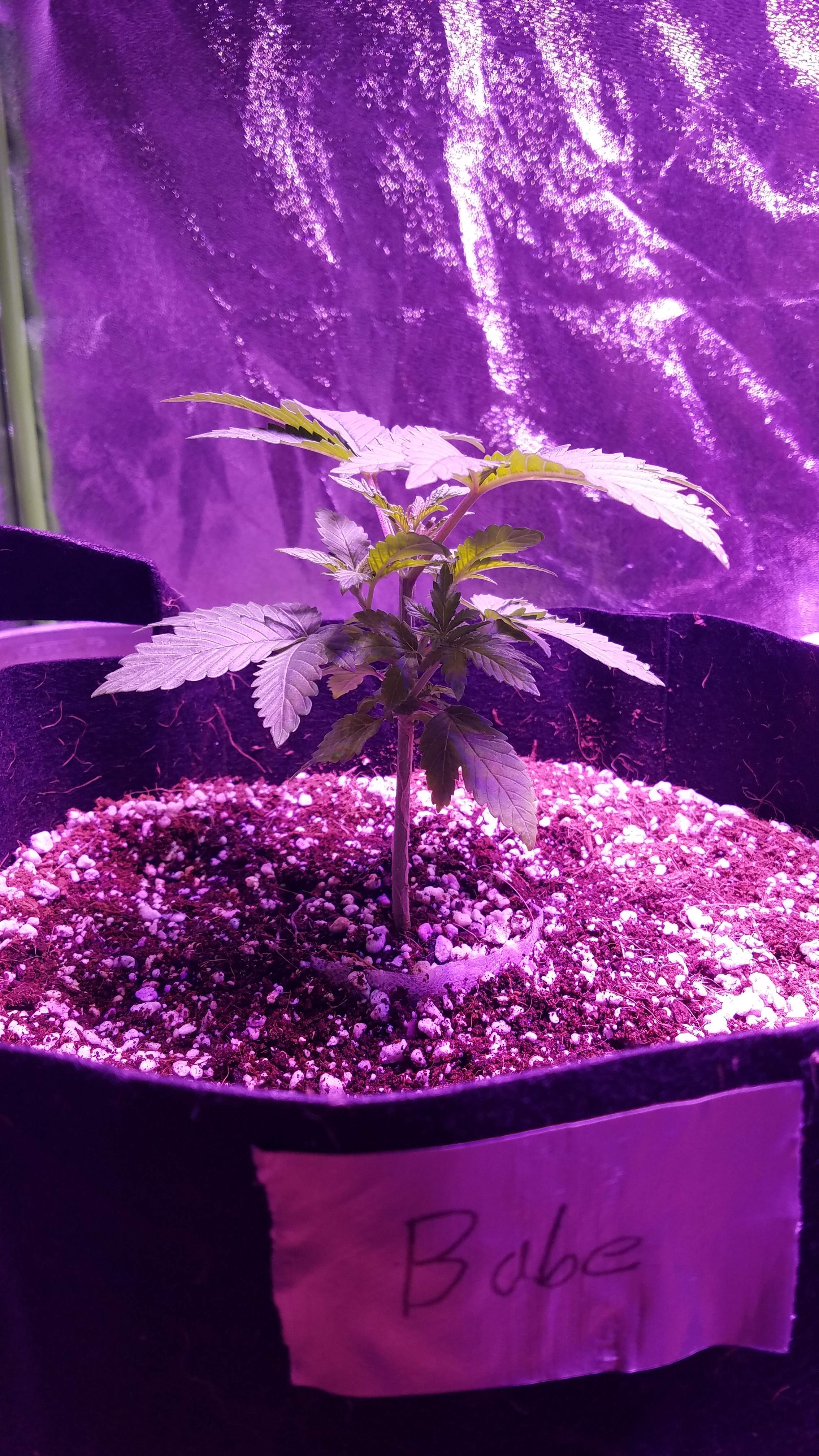 Nicole, Super pineapple haze grow diary (journal) week3 by Blazer1970