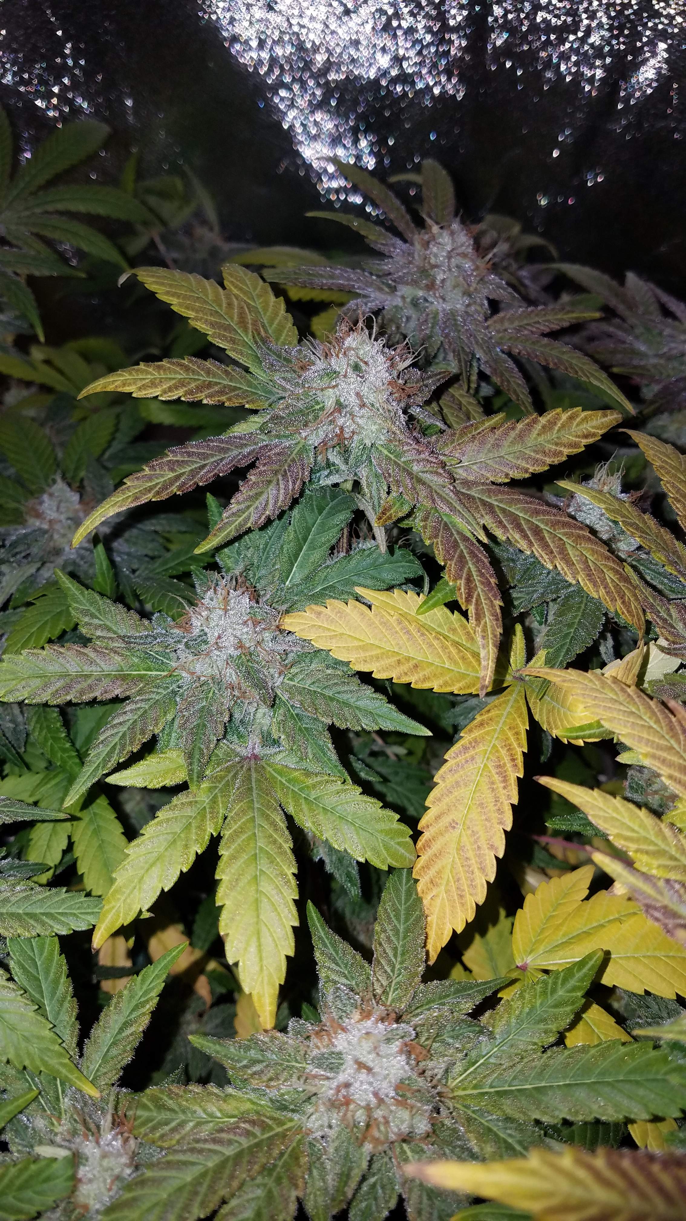 Nicole, Super pineapple haze grow journal week14 by Blazer1970
