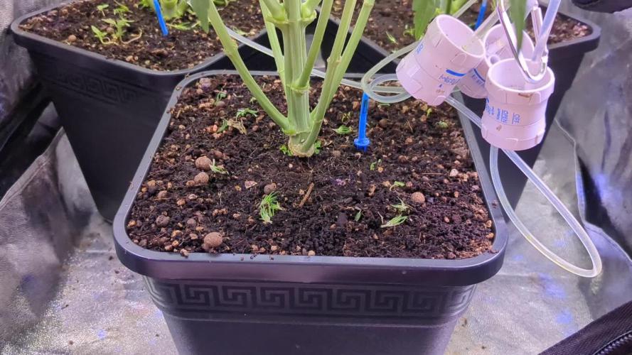 Auto Fractal Divine Seeds