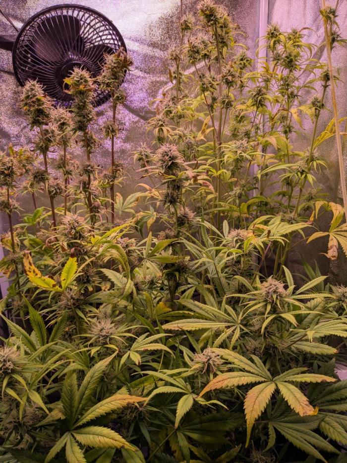 Auto Fractal Divine Seeds. Week 8