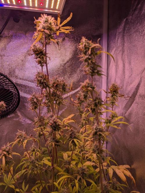 Auto Fractal Divine Seeds. Week 9