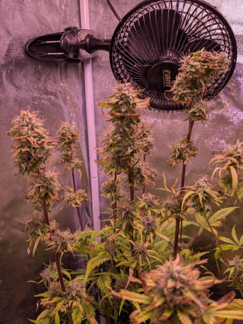 Auto Fractal Divine Seeds. Week 9