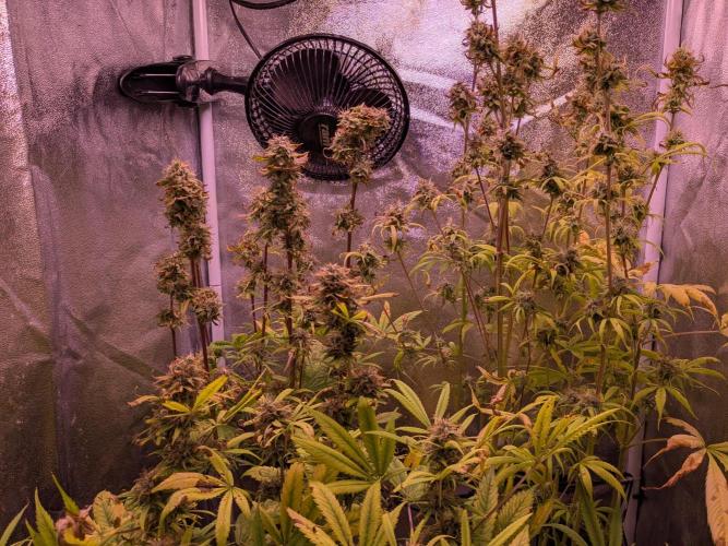 Auto Fractal Divine Seeds. Week 9