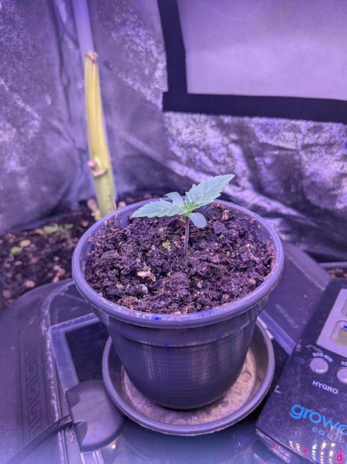 Tropicana Cookies. Week 0