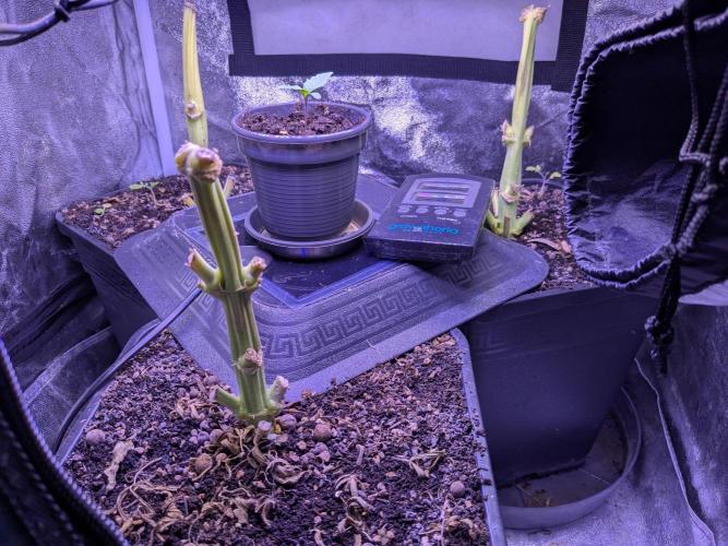 Tropicana Cookies. Week 0