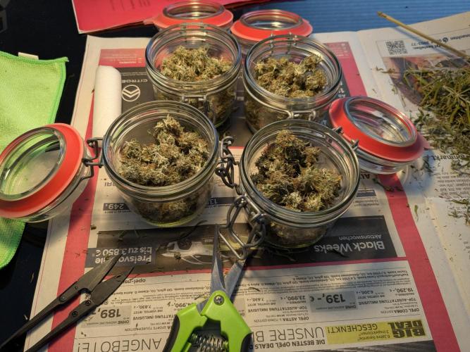 Auto Fractal Divine Seeds. Week 10