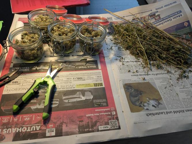 Auto Fractal Divine Seeds. Week 10