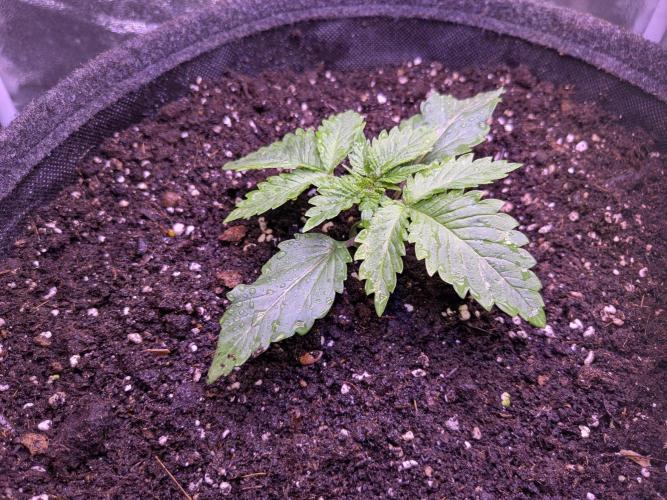 Tropicana Cookies. Week 1