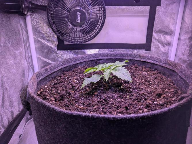 Tropicana Cookies. Week 1