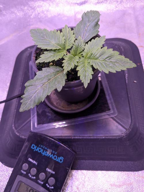 Tropicana Cookies. Week 1