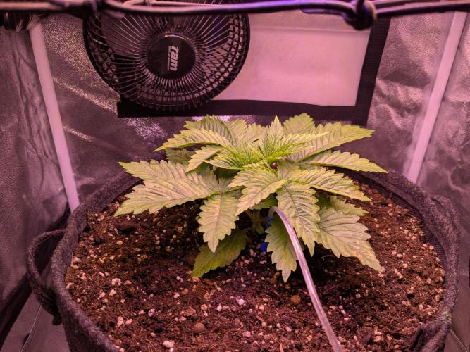 Tropicana Cookies. Week 2