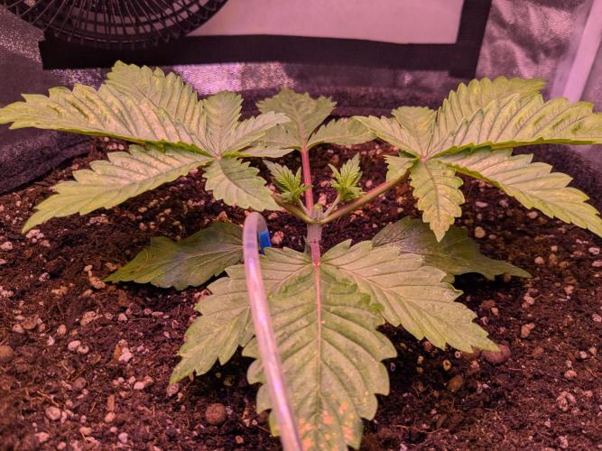 Tropicana Cookies. Week 2