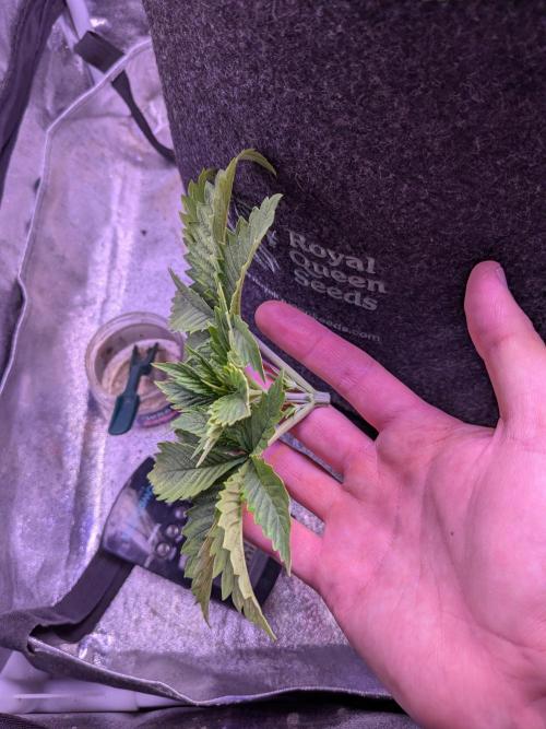 Tropicana Cookies. Week 2