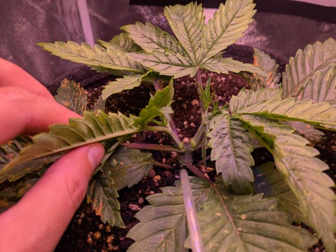 Tropicana Cookies. Week 3