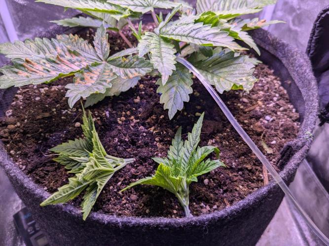 Tropicana Cookies. Week 3