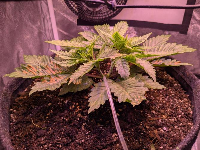 Tropicana Cookies. Week 3