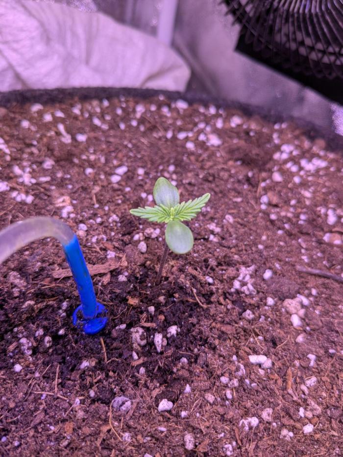 Gorilla Z Auto. Week 0