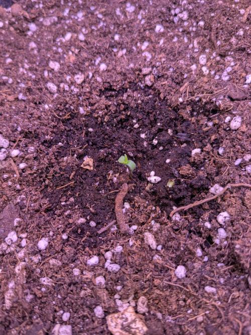 Black Mamba #42. Week 0