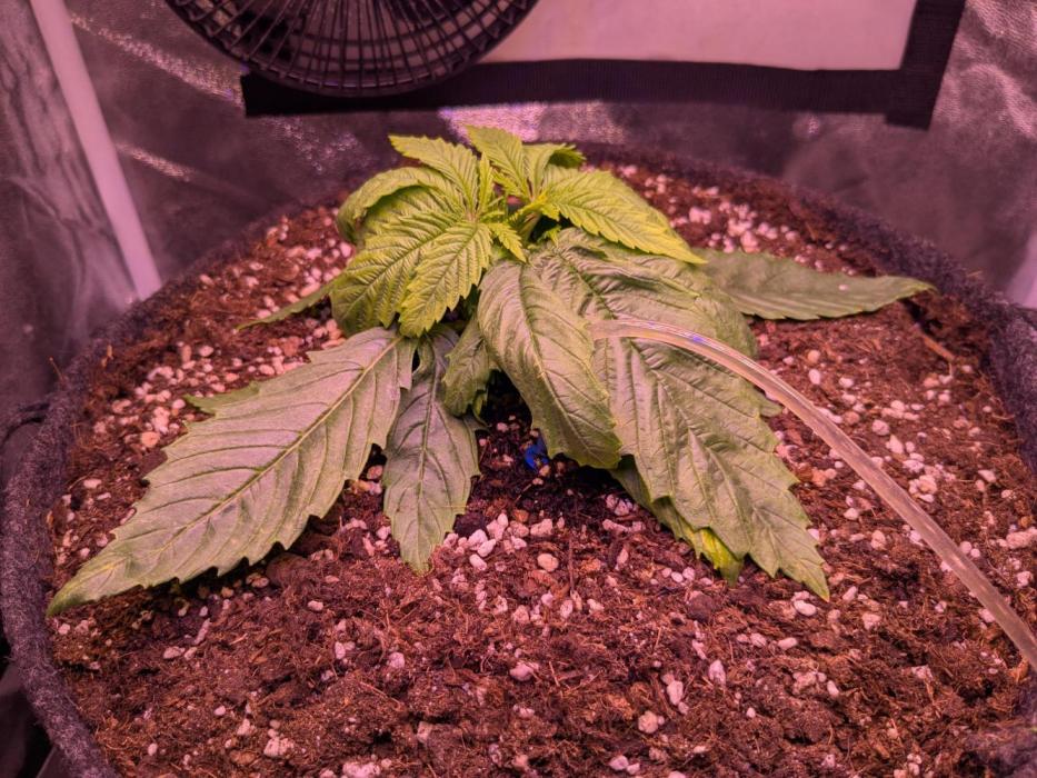 Black Mamba #42. Week 2