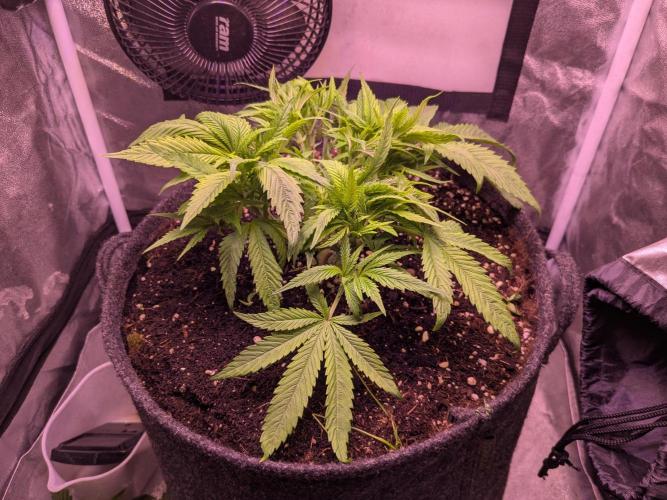 Black Mamba #42. Week 4