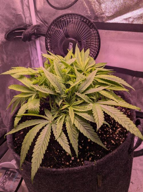 Black Mamba #42. Week 4