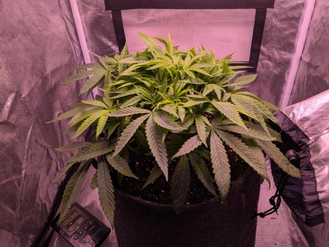 Black Mamba #42. Week 5