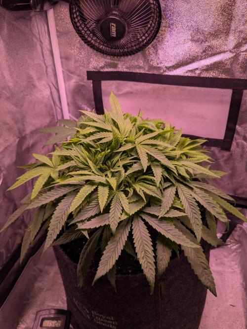 Black Mamba #42. Week 5