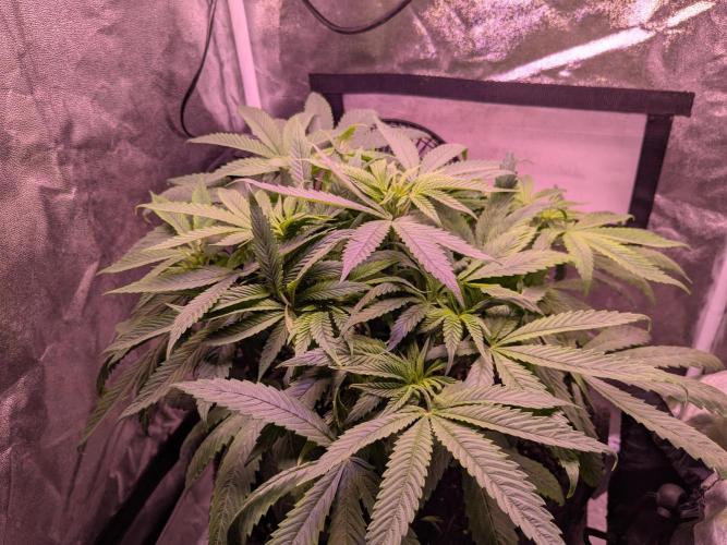 Black Mamba #42. Week 5