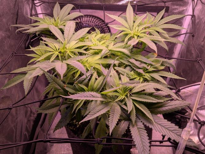 Black Mamba #42. Week 6