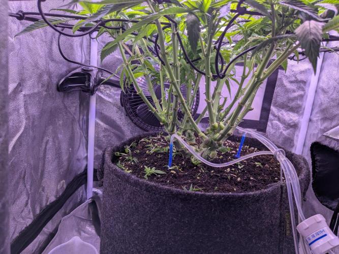 Black Mamba #42. Week 6