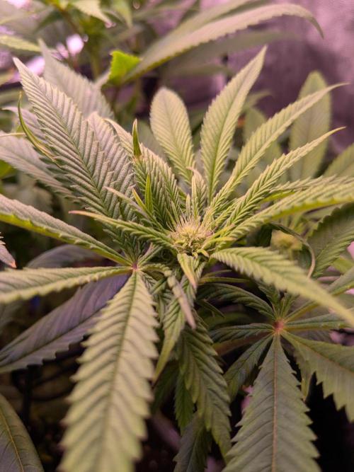 Black Mamba #42. Week 7