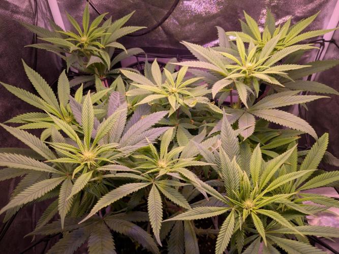 Black Mamba #42. Week 7