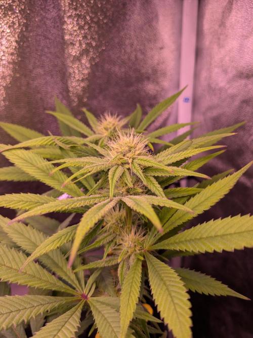 Black Mamba #42. Week 8