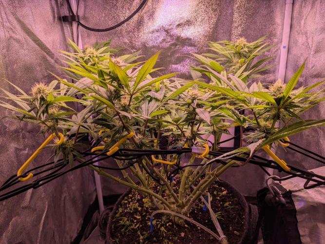 Black Mamba #42. Week 8