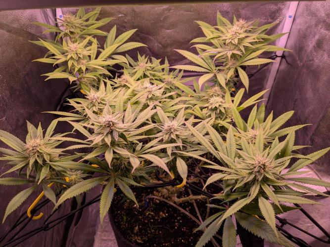 Black Mamba #42. Week 9