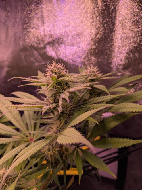 Black Mamba #42. Week 9