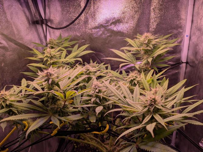 Black Mamba #42. Week 9