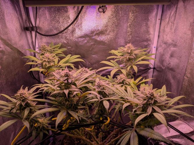 Black Mamba #42. Week 10